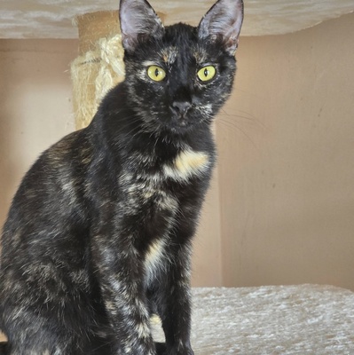 Katze Pauline sucht ihr eigenes Körbchen, EKH - Katze