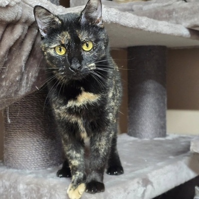 Katze Pauline sucht ihr eigenes Körbchen, EKH - Katze