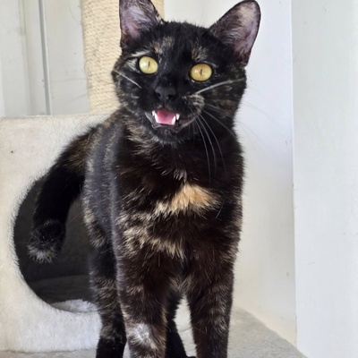 Katze Pauline sucht ihre lieben Menschen, EKH - Katze