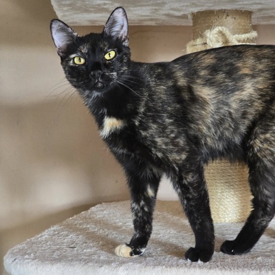 Katze Pauline sucht ihre lieben Menschen, EKH - Katze