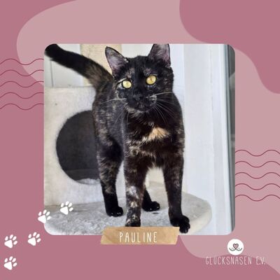 Katze Pauline sucht ihre lieben Menschen, EKH - Katze