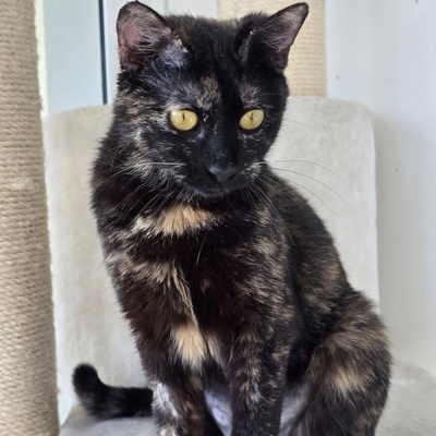 Katze Pauline sucht ihre lieben Menschen, EKH - Katze