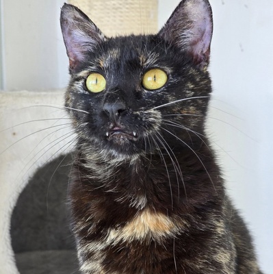 Katze Pauline sucht ihre lieben Menschen, EKH - Katze