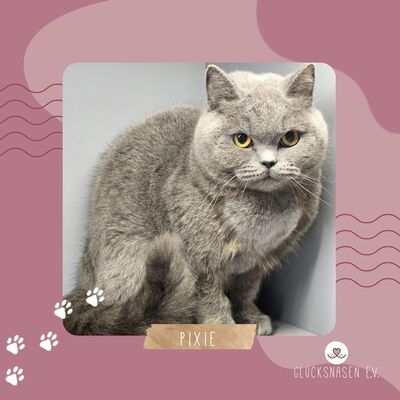 Katze Pixie sucht ihr neues Körbchen