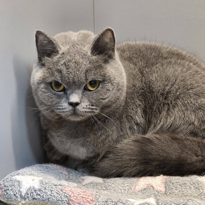 Katze Pixie sucht ihr neues Körbchen, EKH - Katze