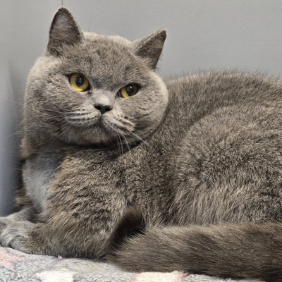 Katze Pixie sucht ihr neues Körbchen, EKH - Katze