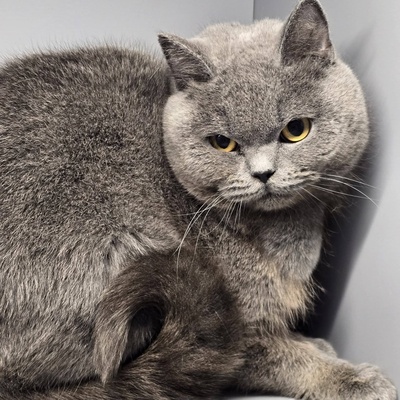 Katze Pixie sucht ihr neues Körbchen, EKH - Katze