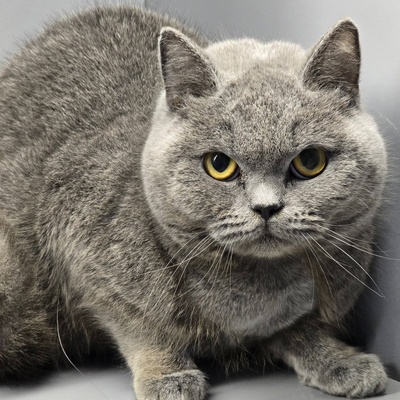 Katze Pixie sucht ihr neues Körbchen, EKH - Katze