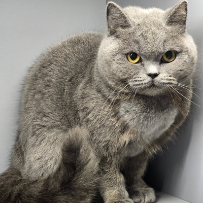 Katze Pixie sucht ihr neues Körbchen, EKH - Katze