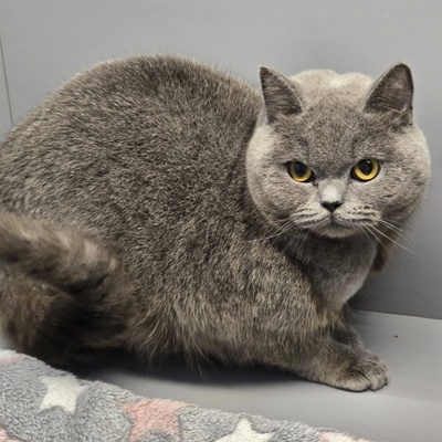 Katze Pixie sucht ihr neues Körbchen, EKH - Katze