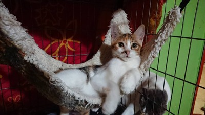 Katze Polly hofft auf ihr eigenes Körbchen, EKH - Katze