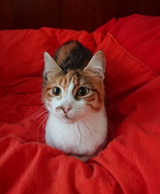 Katze Polly hofft auf ihr eigenes Körbchen, EKH - Katze