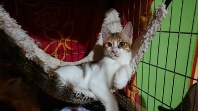 Katze Polly sucht ihr eigenes Körbchen, EKH - Katze