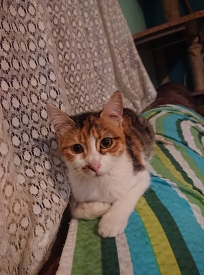 Katze Polly sucht ihr eigenes Körbchen, EKH - Katze