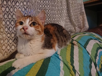 Katze Polly sucht ihr eigenes Körbchen, EKH - Katze