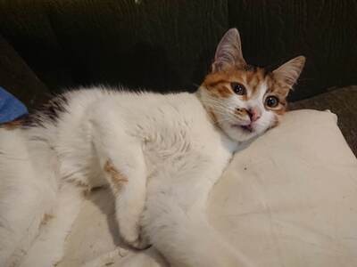 Katze Polly sucht ihr eigenes Körbchen, EKH - Katze