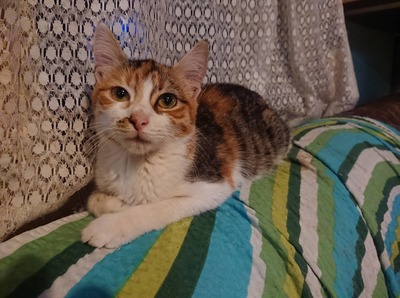 Katze Polly sucht ihr eigenes Körbchen, EKH - Katze