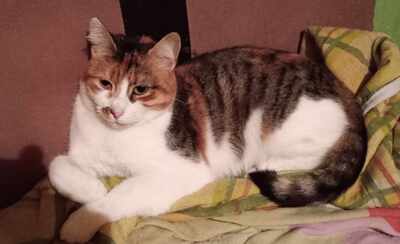Katze Polly sucht ihr eigenes Körbchen, EKH - Katze