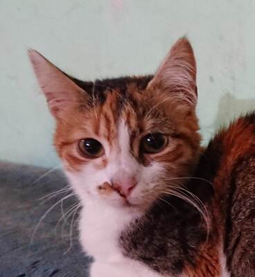 Katze Polly sucht ihr eigenes Körbchen, EKH - Katze