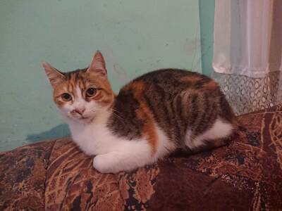 Katze Polly sucht ihr eigenes Körbchen, EKH - Katze