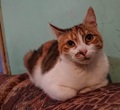 Katze Polly sucht ihr eigenes Körbchen, EKH - Katze