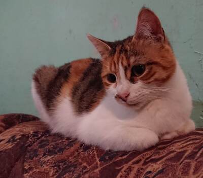 Katze Polly sucht ihr eigenes Körbchen, EKH - Katze