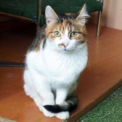 Katze Polly sucht ihr eigenes Körbchen, EKH - Katze