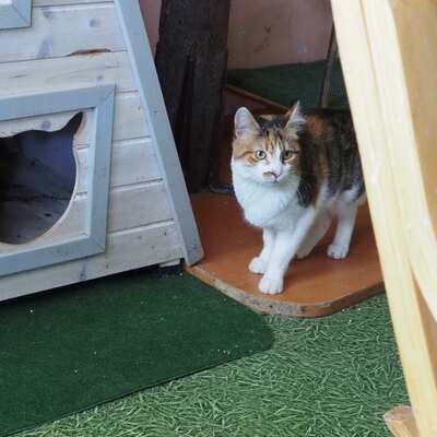 Katze Polly sucht ihr eigenes Körbchen, EKH - Katze