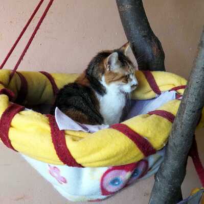 Katze Polly sucht ihr eigenes Körbchen, EKH - Katze