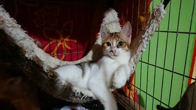 Katze Polly sucht ihre liebe Familie, EKH - Katze