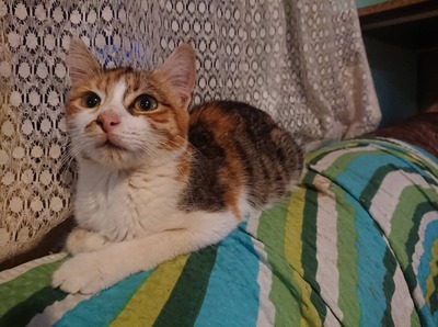 Katze Polly sucht ihre liebe Familie, EKH - Katze