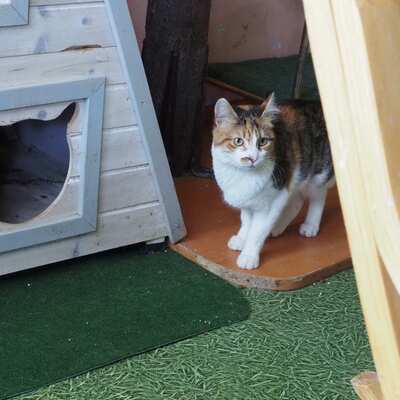 Katze Polly sucht ihre liebe Familie, EKH - Katze