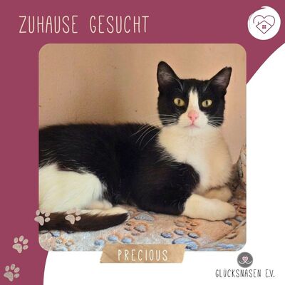 Katze Precious liebt kuscheln über alles, EKH - Katze
