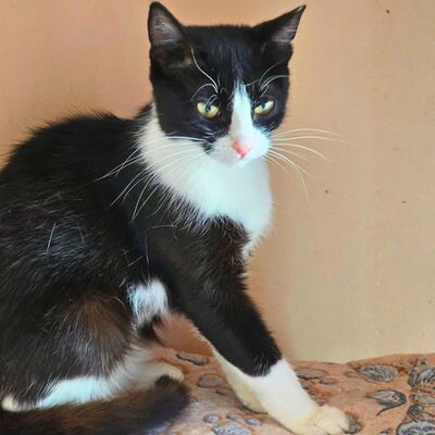 Katze Precious liebt kuscheln über alles, EKH - Katze