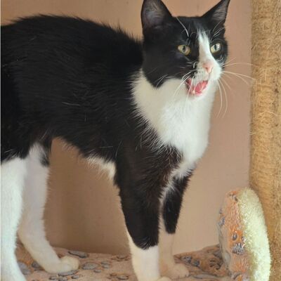 Katze Precious liebt kuscheln über alles, EKH - Katze