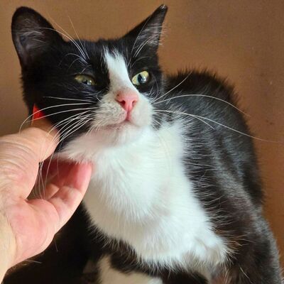 Katze Precious liebt kuscheln über alles, EKH - Katze