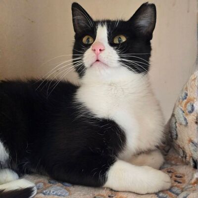 Katze Precious liebt kuscheln über alles, EKH - Katze