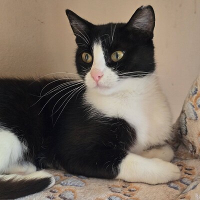 Katze Precious liebt kuscheln über alles, EKH - Katze