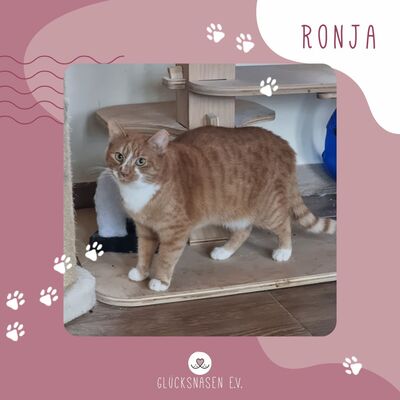 Katze Ronja hofft auf ihr Körbchen, EKH - Katze 1