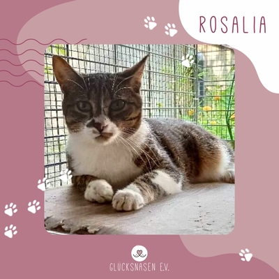 Katze Rosalia möchte so gern reisen, EKH - Katze