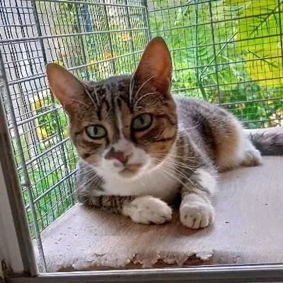Katze Rosalia möchte so gern reisen, EKH - Katze