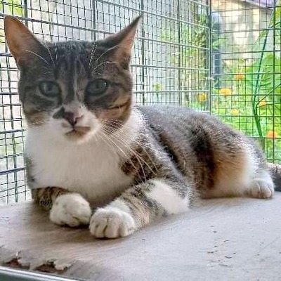 Katze Rosalia möchte so gern reisen, EKH - Katze