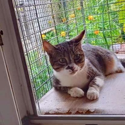 Katze Rosalia möchte so gern reisen, EKH - Katze