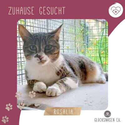 Katze Rosalia sucht Ihr Glück und Geborgenheit, EKH - Katze
