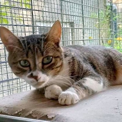 Katze Rosalia sucht ihr eigenes Körbchen, EKH - Katze