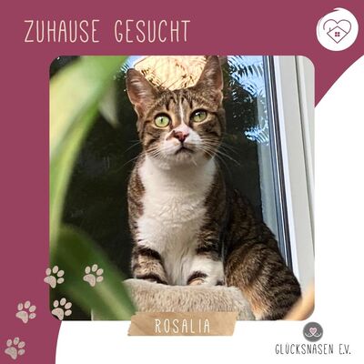 Katze Rosalia sucht ihr neues Zuhause