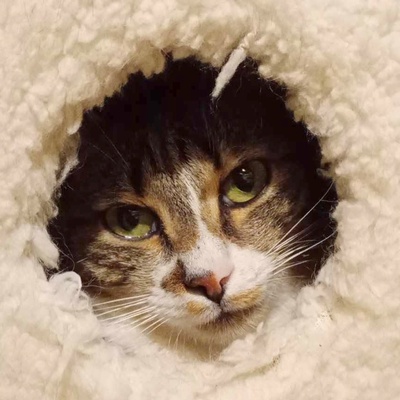 Katze Rosalia sucht ihr neues Zuhause, EKH - Katze