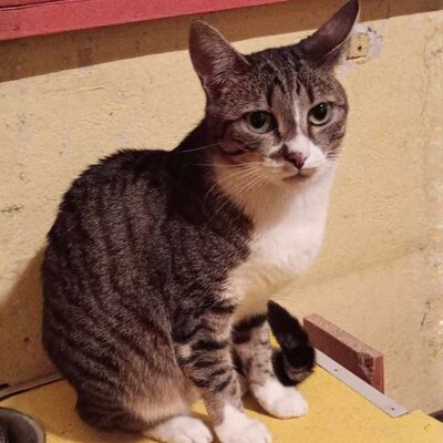 Katze Rosalia sucht ihr neues Zuhause, EKH - Katze