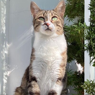 Katze Rosalia sucht ihr neues Zuhause, EKH - Katze