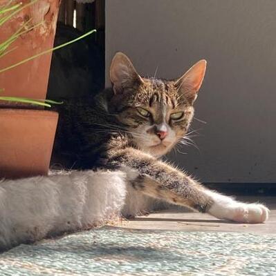 Katze Rosalia sucht ihr neues Zuhause, EKH - Katze
